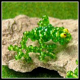 kleiner Frosch