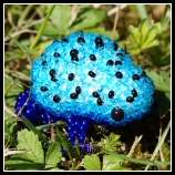 Pfeilgiftfrosch
