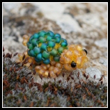 Wasserschildkrte