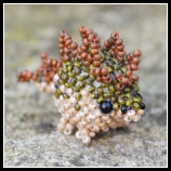 Stegosaurus