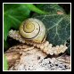 04_schnecke