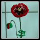 08_mohn