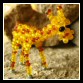 12_giraffe